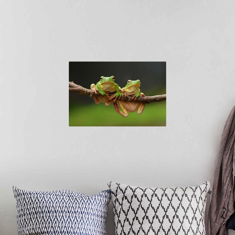A bohemian room featuring Two green tree frogs sharing a branch.
