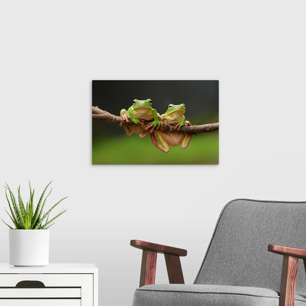 A modern room featuring Two green tree frogs sharing a branch.