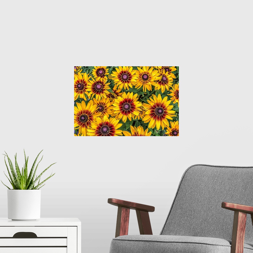 A modern room featuring Some rudbeckias happily enjoying a summer day in the garden.