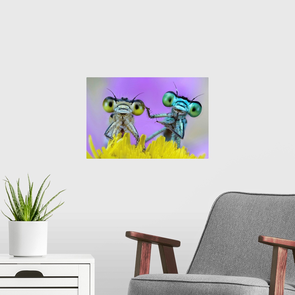 A modern room featuring A couple of damselfly sharing a wild flower.