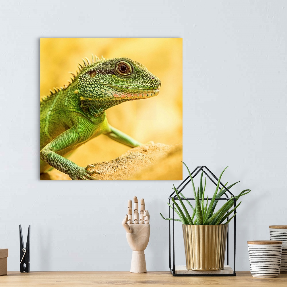 A bohemian room featuring Portrait of a little green lizard on a yellow rock.