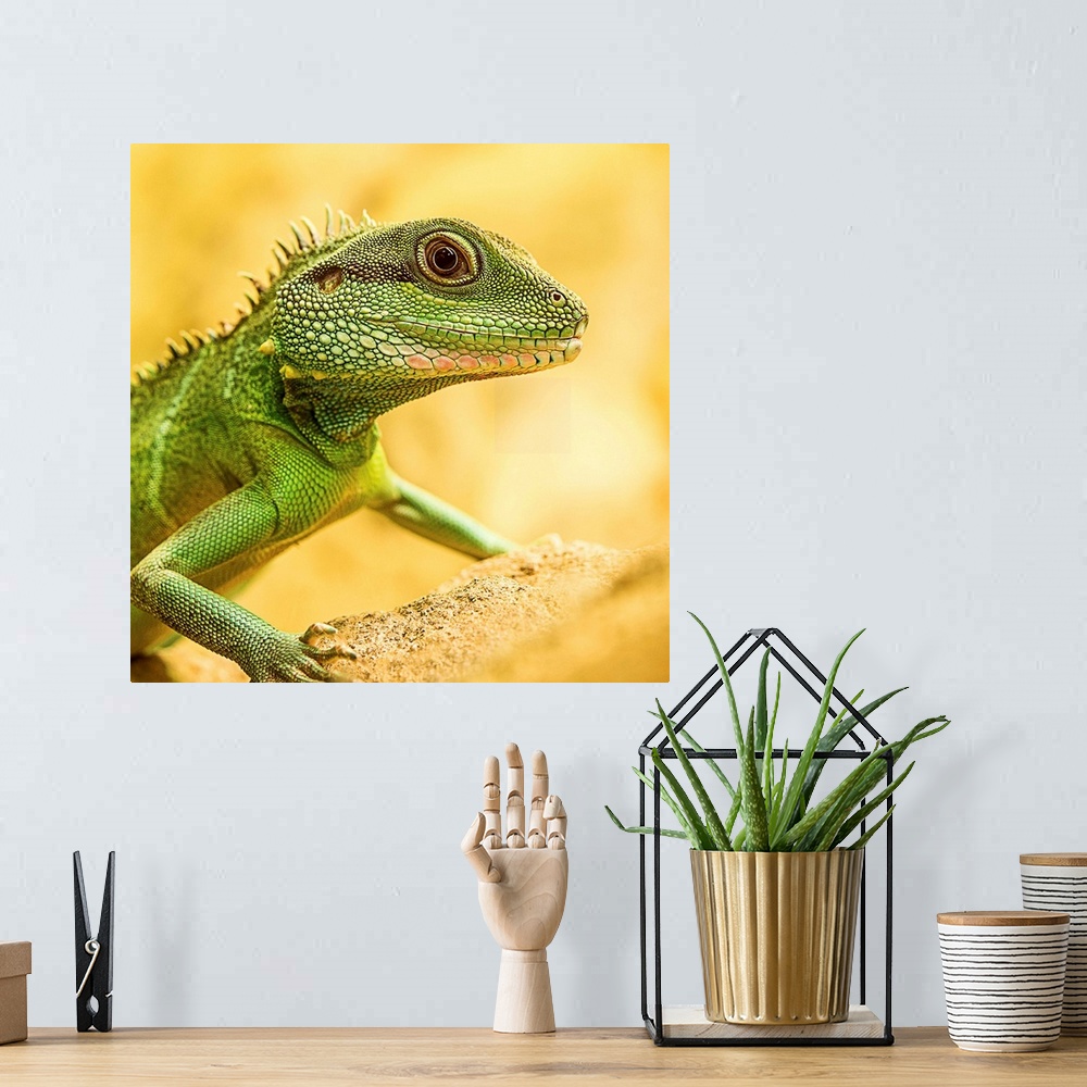 A bohemian room featuring Portrait of a little green lizard on a yellow rock.