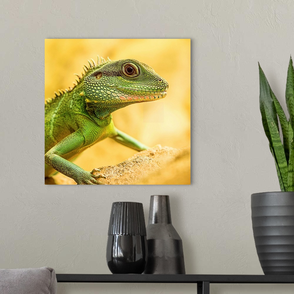 A modern room featuring Portrait of a little green lizard on a yellow rock.