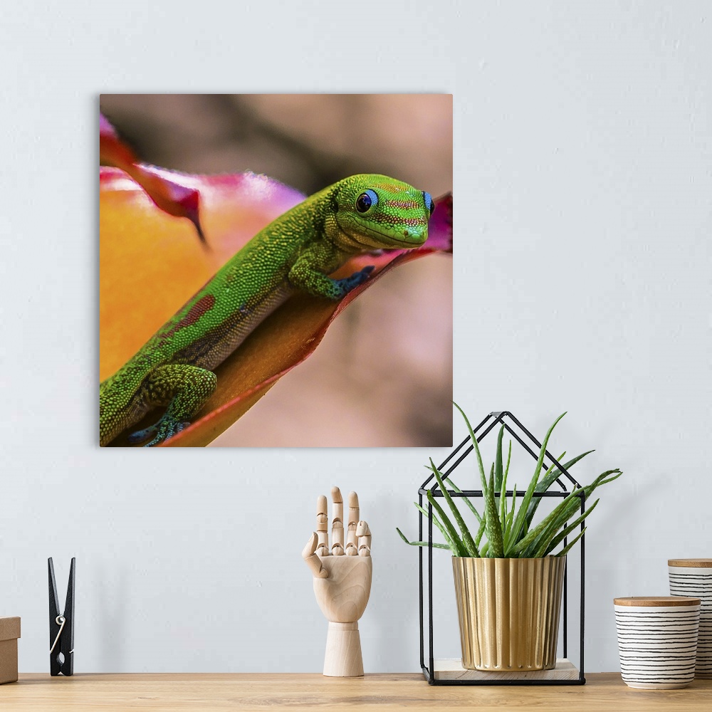 A bohemian room featuring Brightly colored lizard on a flower, Captain Cook, Hawaii.