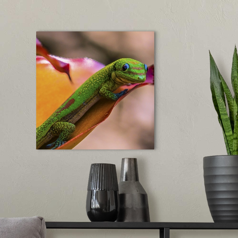 A modern room featuring Brightly colored lizard on a flower, Captain Cook, Hawaii.