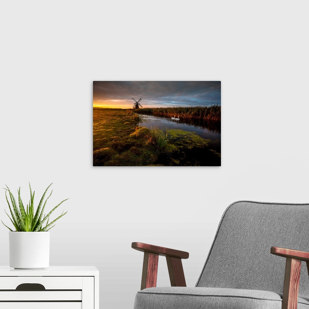 A modern room featuring Two swans in the river in Herringfleet, with a windmill in the back, at sunrise, England.