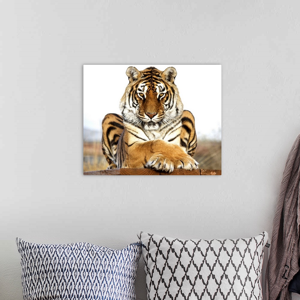 A bohemian room featuring A Bengal Tiger striking a regal pose.