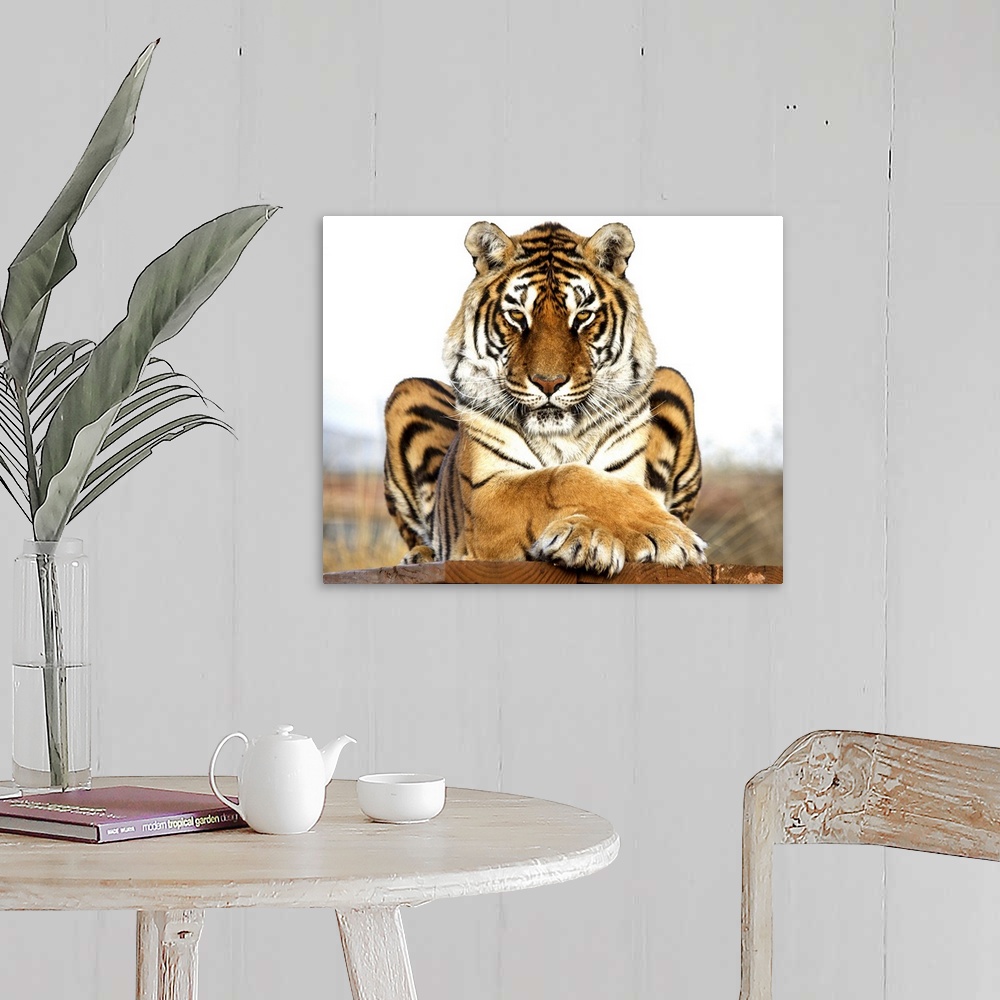 A farmhouse room featuring A Bengal Tiger striking a regal pose.