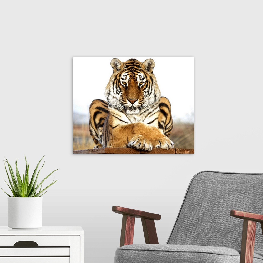A modern room featuring A Bengal Tiger striking a regal pose.