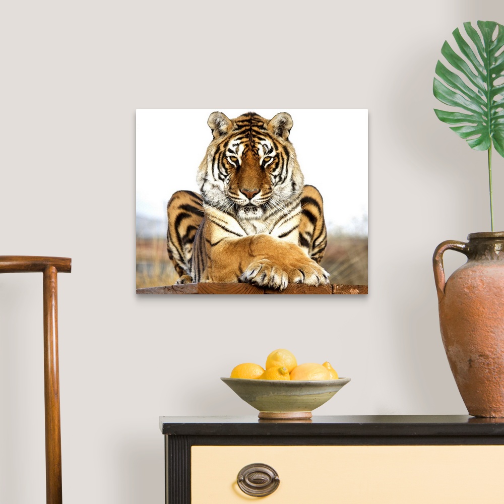 A traditional room featuring A Bengal Tiger striking a regal pose.