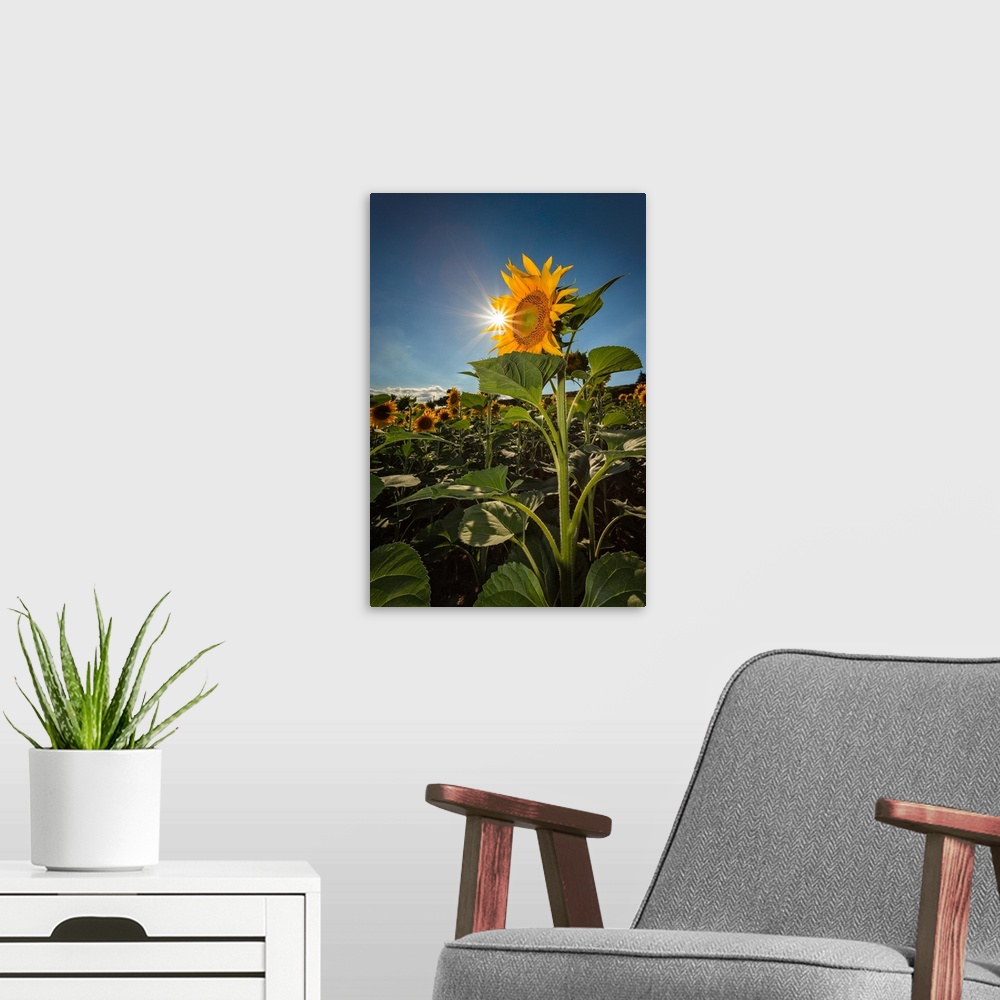A modern room featuring His Majesty the sunflower