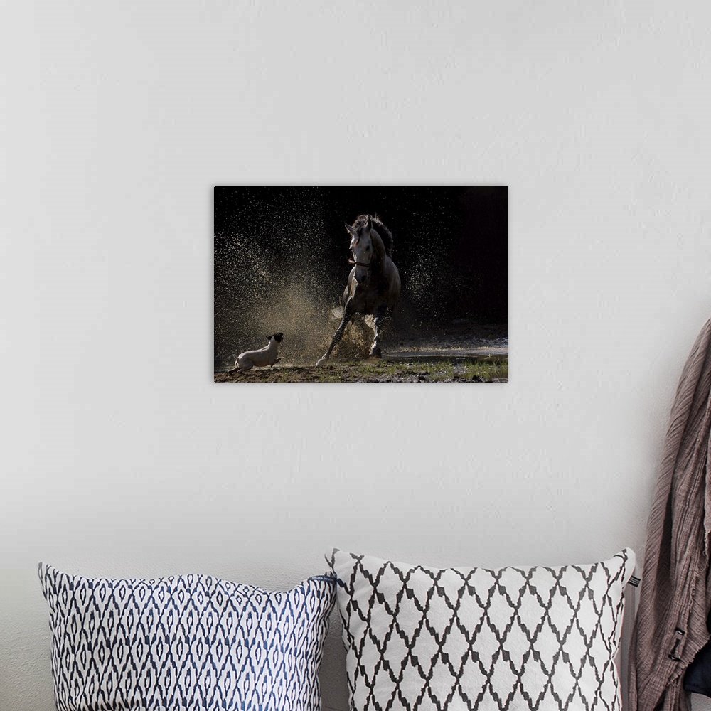 A bohemian room featuring A small dog chases a horse, kicking up dust and dirt.