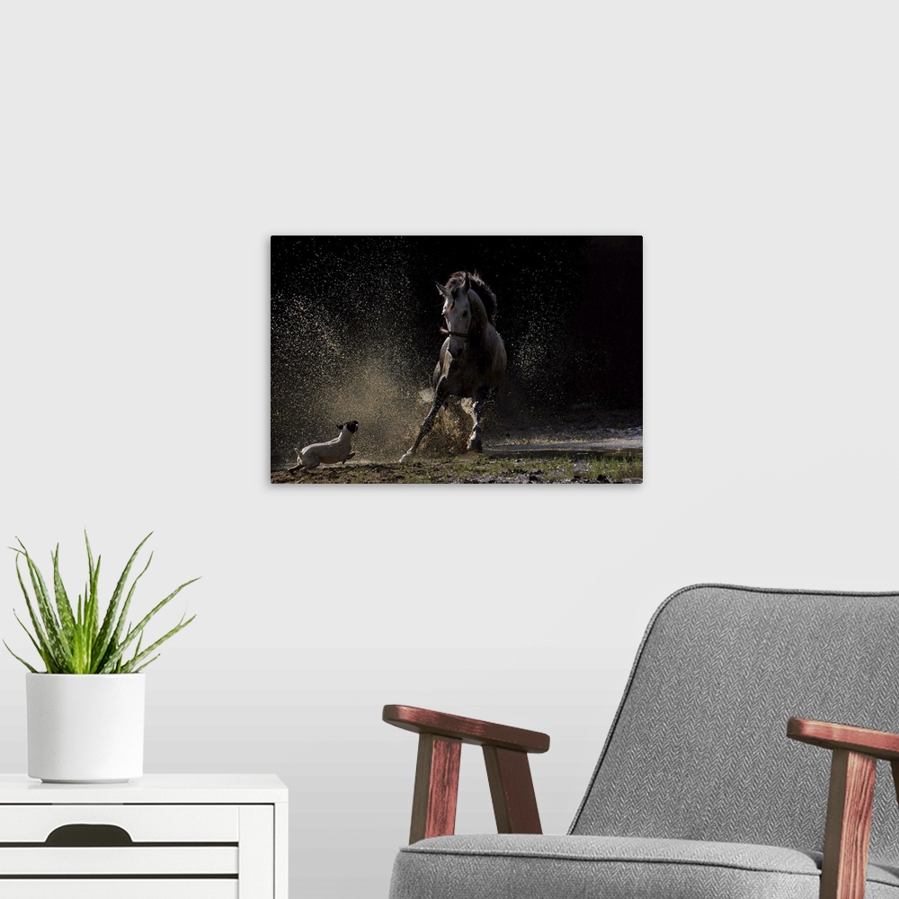 A modern room featuring A small dog chases a horse, kicking up dust and dirt.