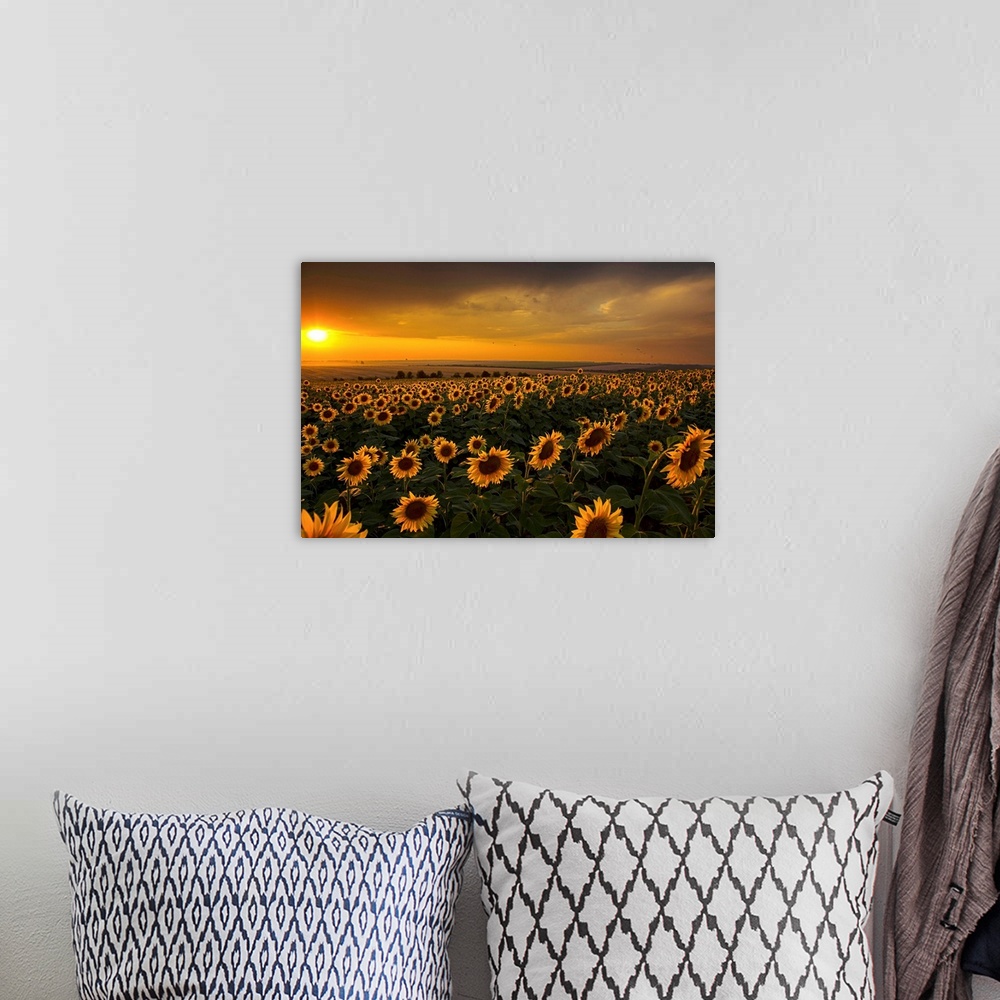 A bohemian room featuring Very beautiful and dramatic sunset sunflower field.