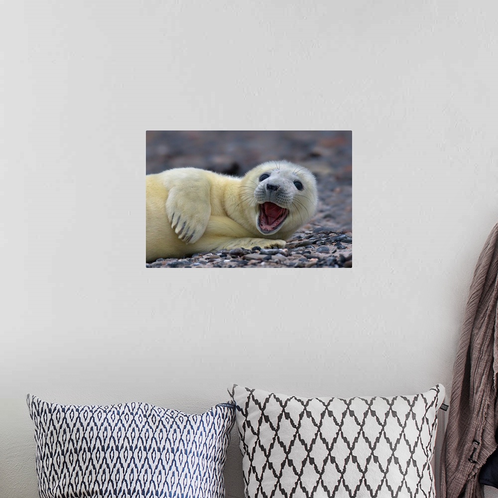 A bohemian room featuring A young gray seal cub with white fur, smiling on the beach.