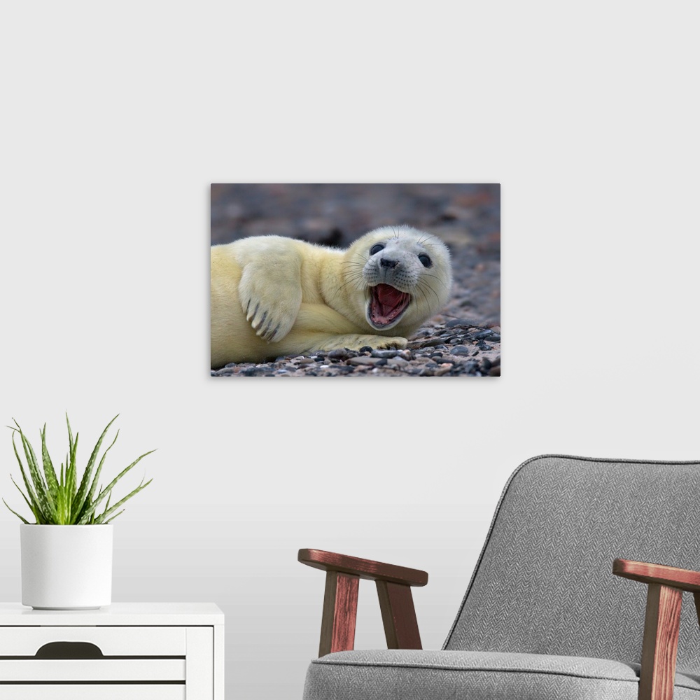 A modern room featuring A young gray seal cub with white fur, smiling on the beach.