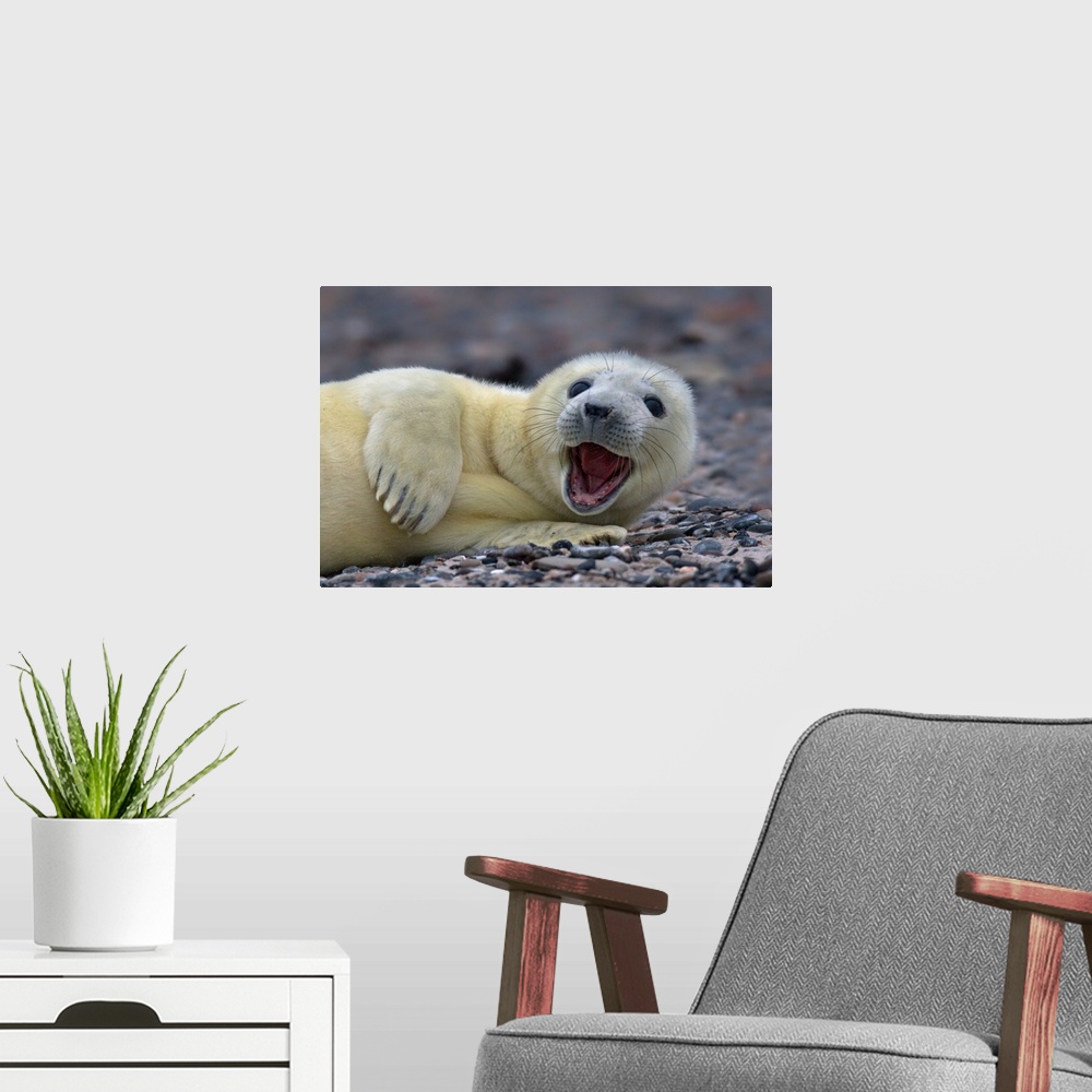 A modern room featuring A young gray seal cub with white fur, smiling on the beach.