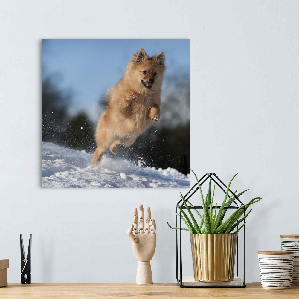 A bohemian room featuring A dog enjoying the snow in west of Scotland.