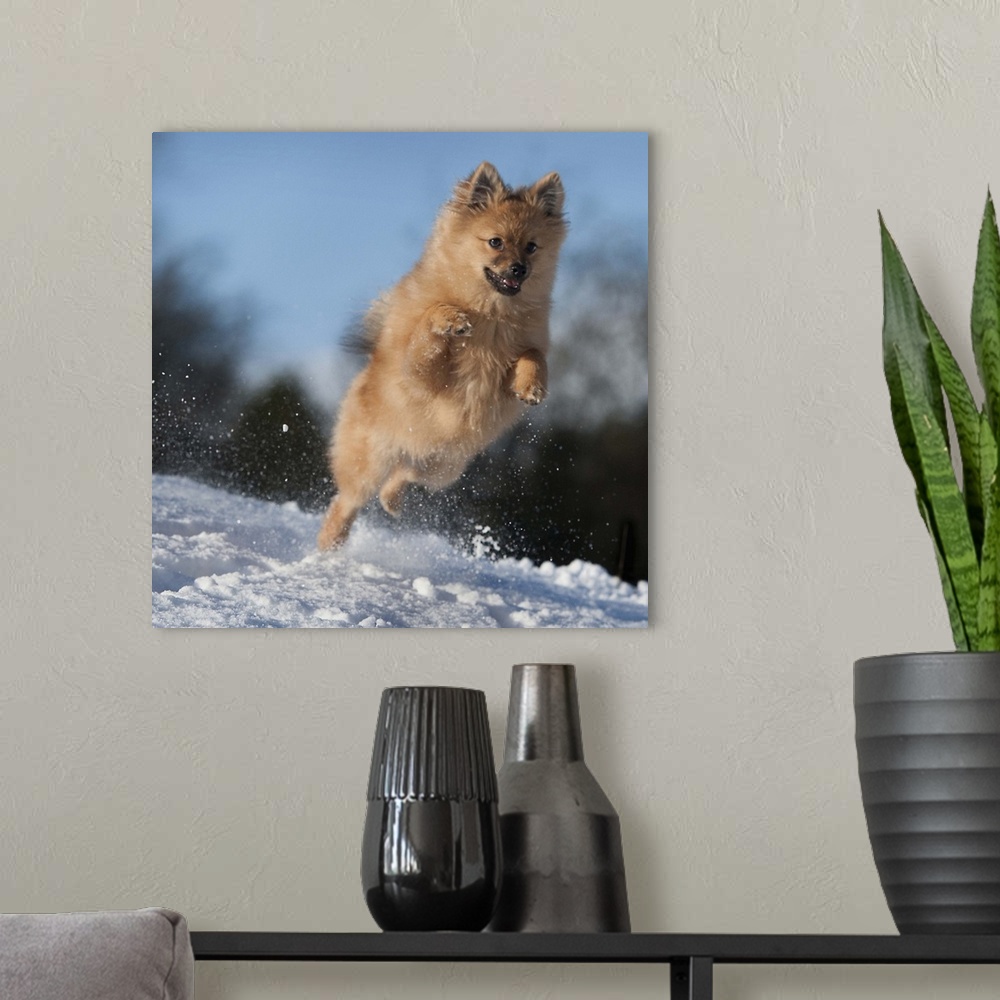 A modern room featuring A dog enjoying the snow in west of Scotland.
