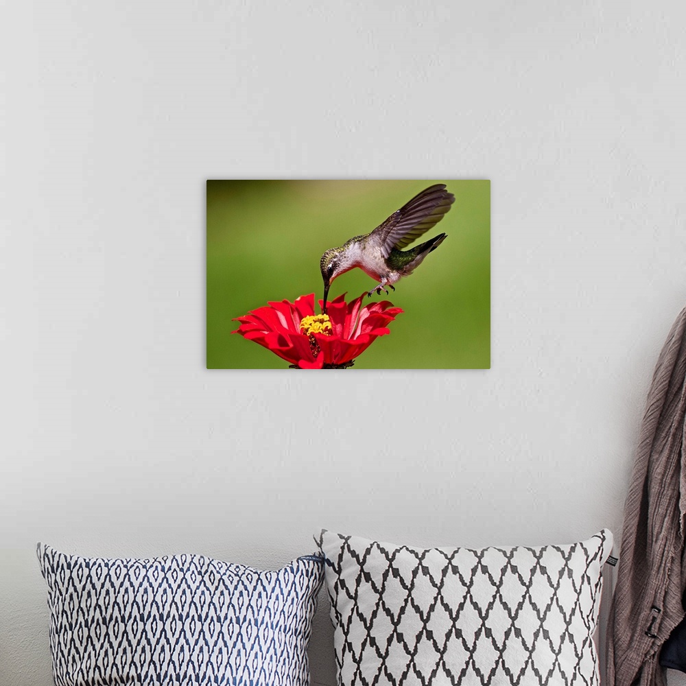 A bohemian room featuring Hummingbird feeding at red and yellow Zinnia.