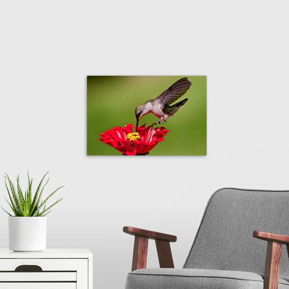 A modern room featuring Hummingbird feeding at red and yellow Zinnia.