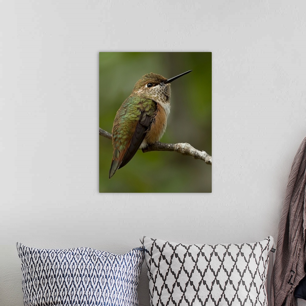 A bohemian room featuring Hummingbird