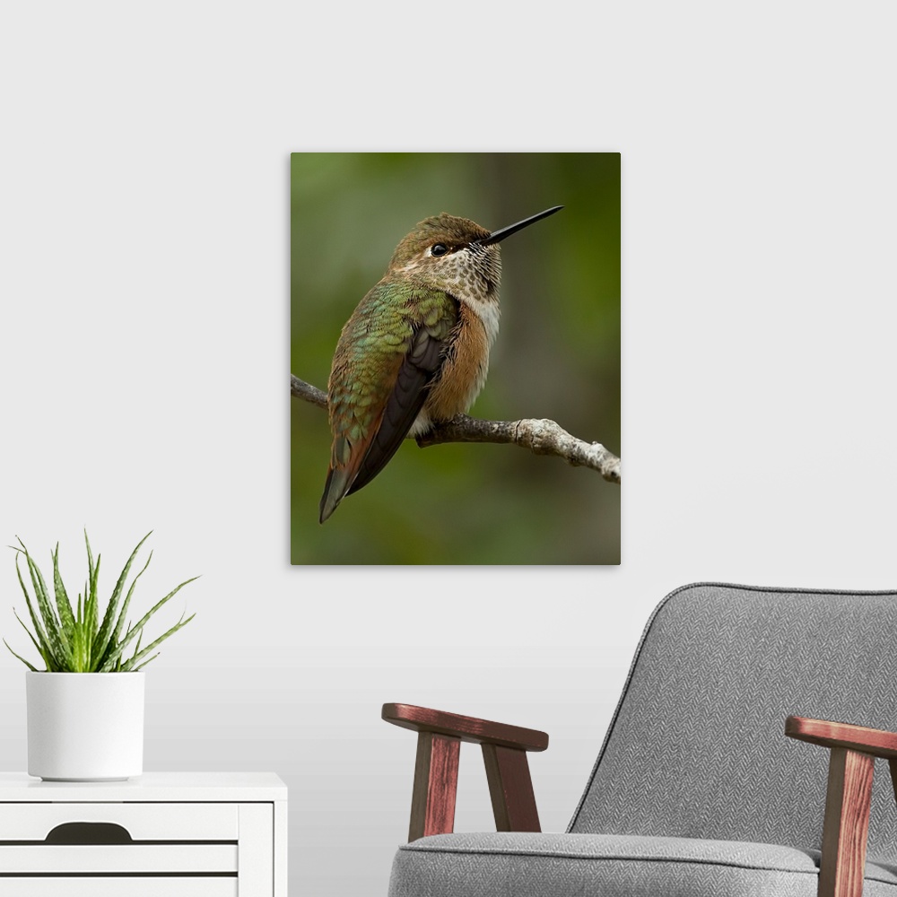A modern room featuring Hummingbird