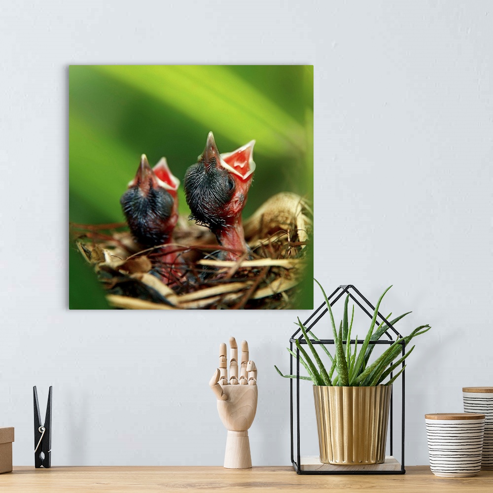 A bohemian room featuring Fine art photograph of baby birds in a nest waiting for their mother to return with food.