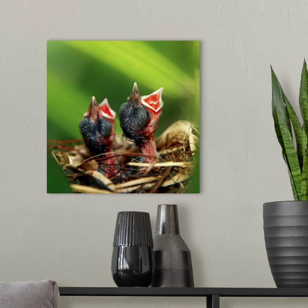A modern room featuring Fine art photograph of baby birds in a nest waiting for their mother to return with food.