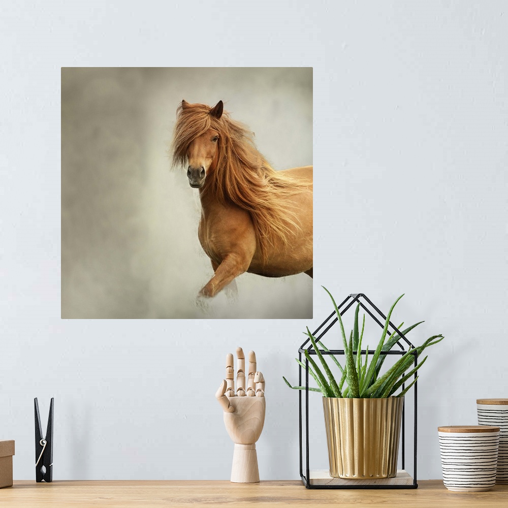 A bohemian room featuring An Icelandic Horse with a long flowing mane and smooth coat.