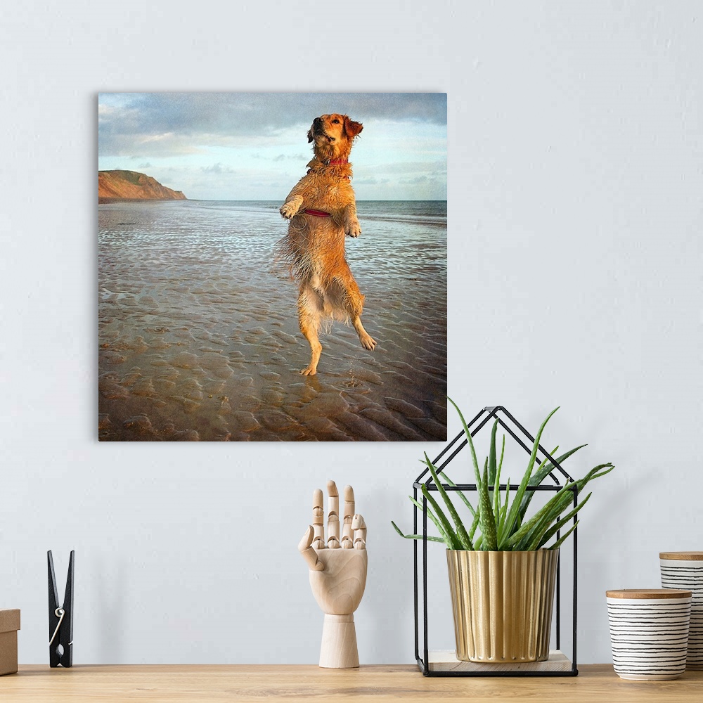 A bohemian room featuring A dog appearing to stand on one hind leg on a sandy beach.