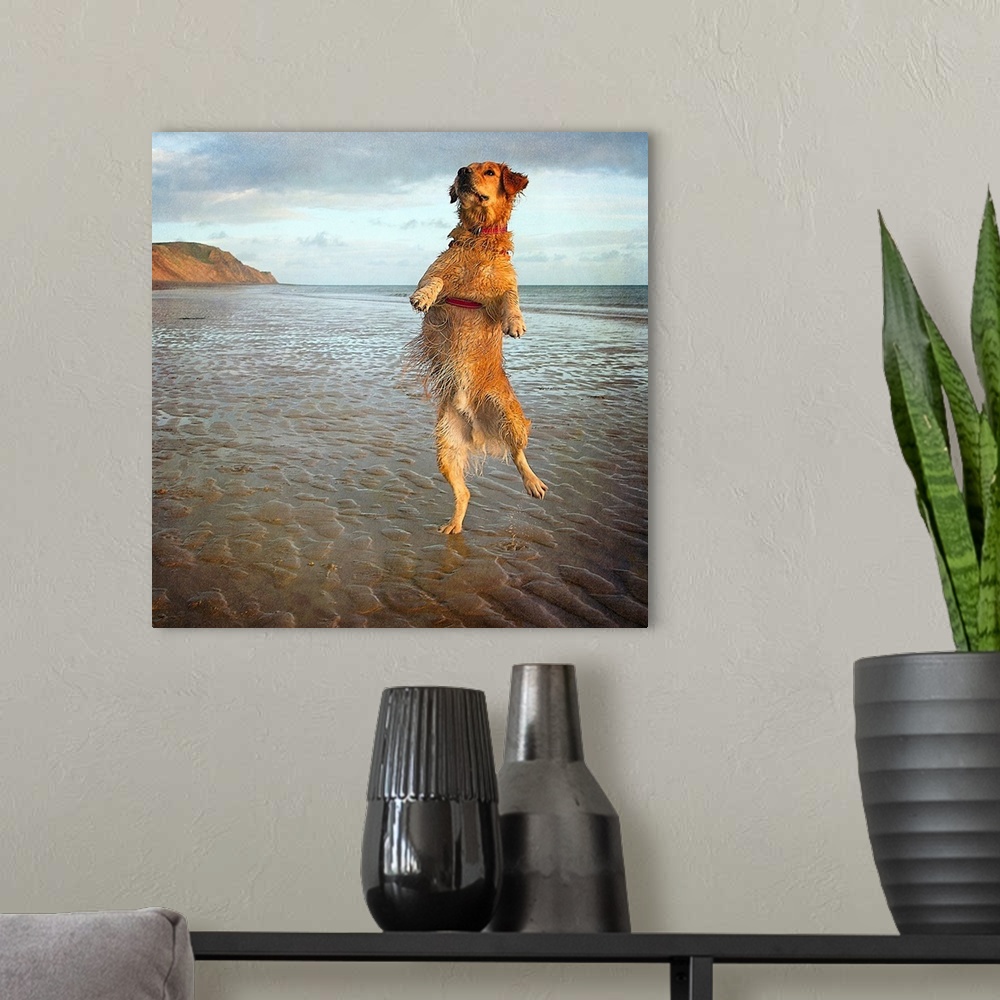 A modern room featuring A dog appearing to stand on one hind leg on a sandy beach.