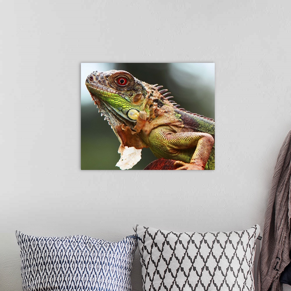 A bohemian room featuring Portrait of a colorful iguana.