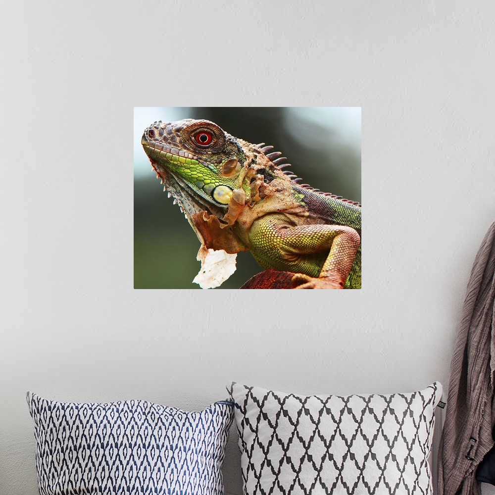 A bohemian room featuring Portrait of a colorful iguana.