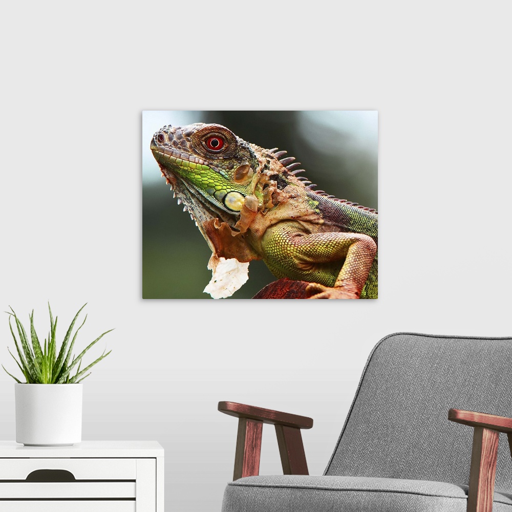 A modern room featuring Portrait of a colorful iguana.
