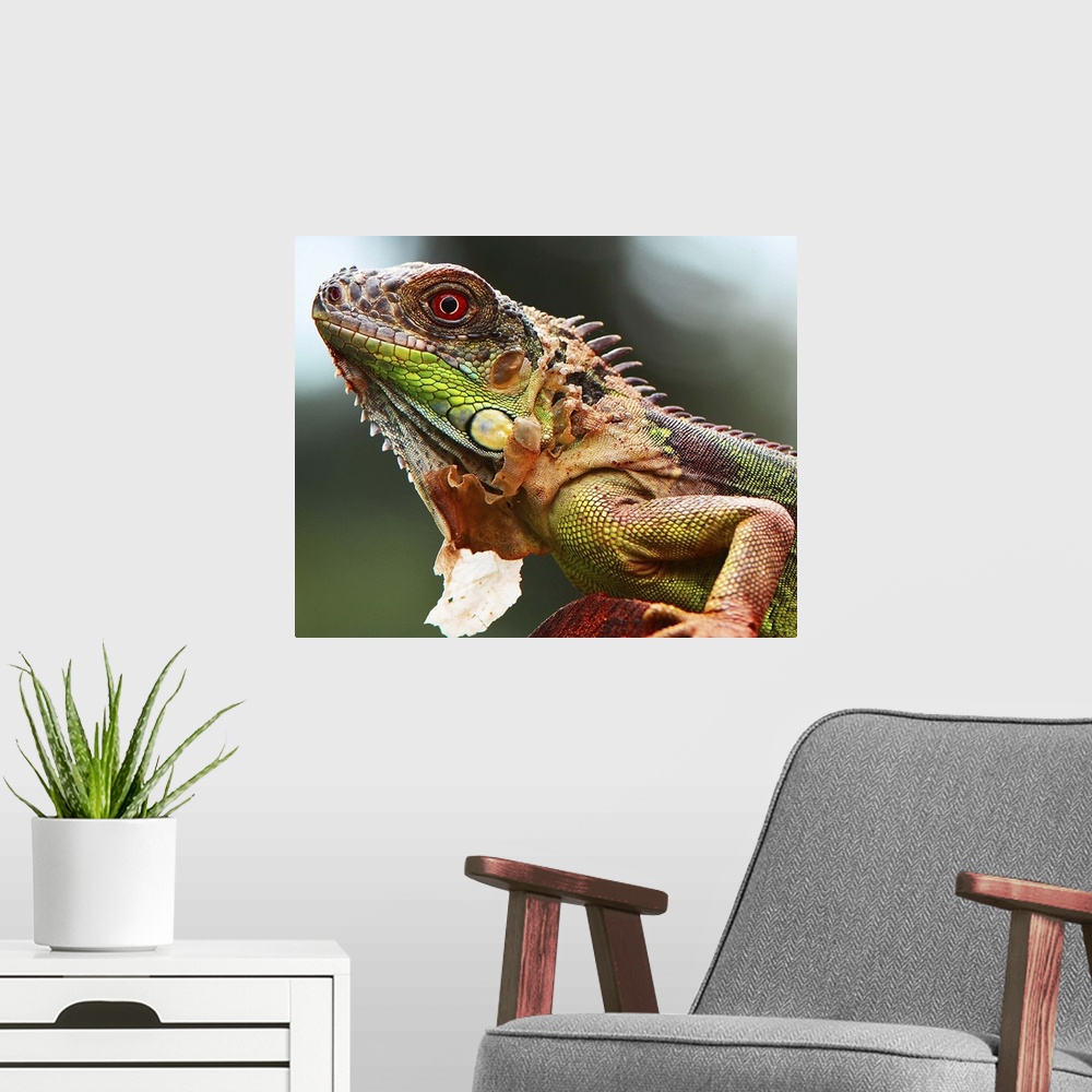 A modern room featuring Portrait of a colorful iguana.