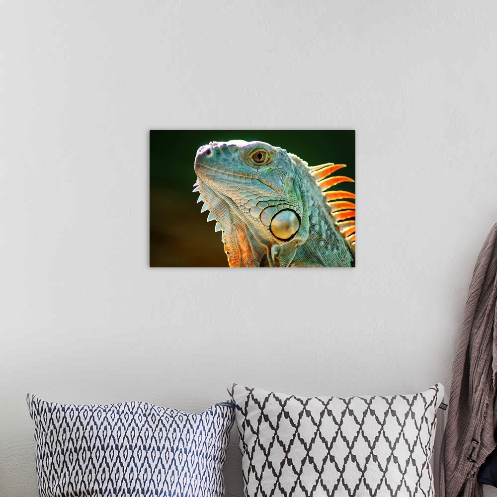 A bohemian room featuring Iguana