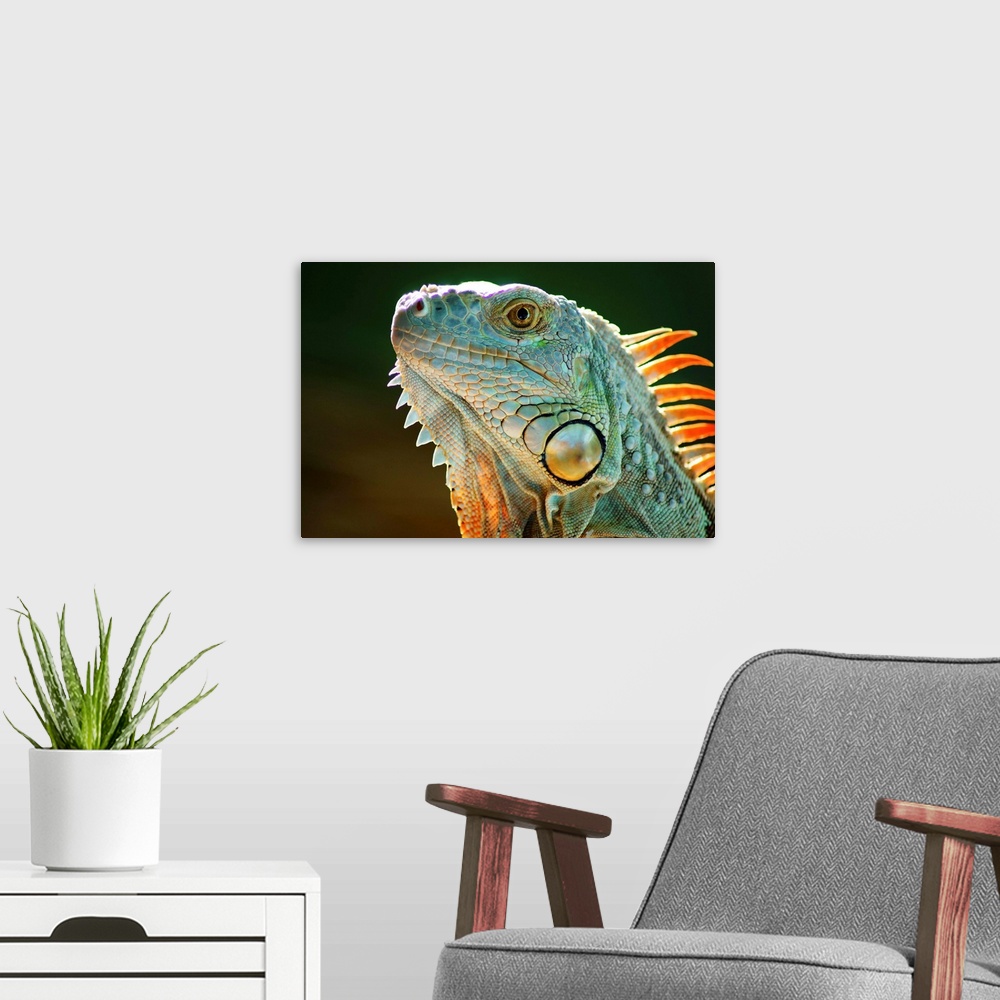 A modern room featuring Iguana