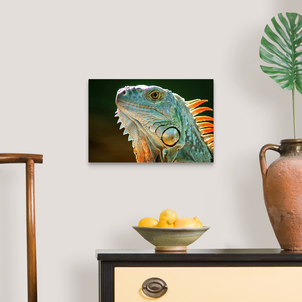 A traditional room featuring Iguana