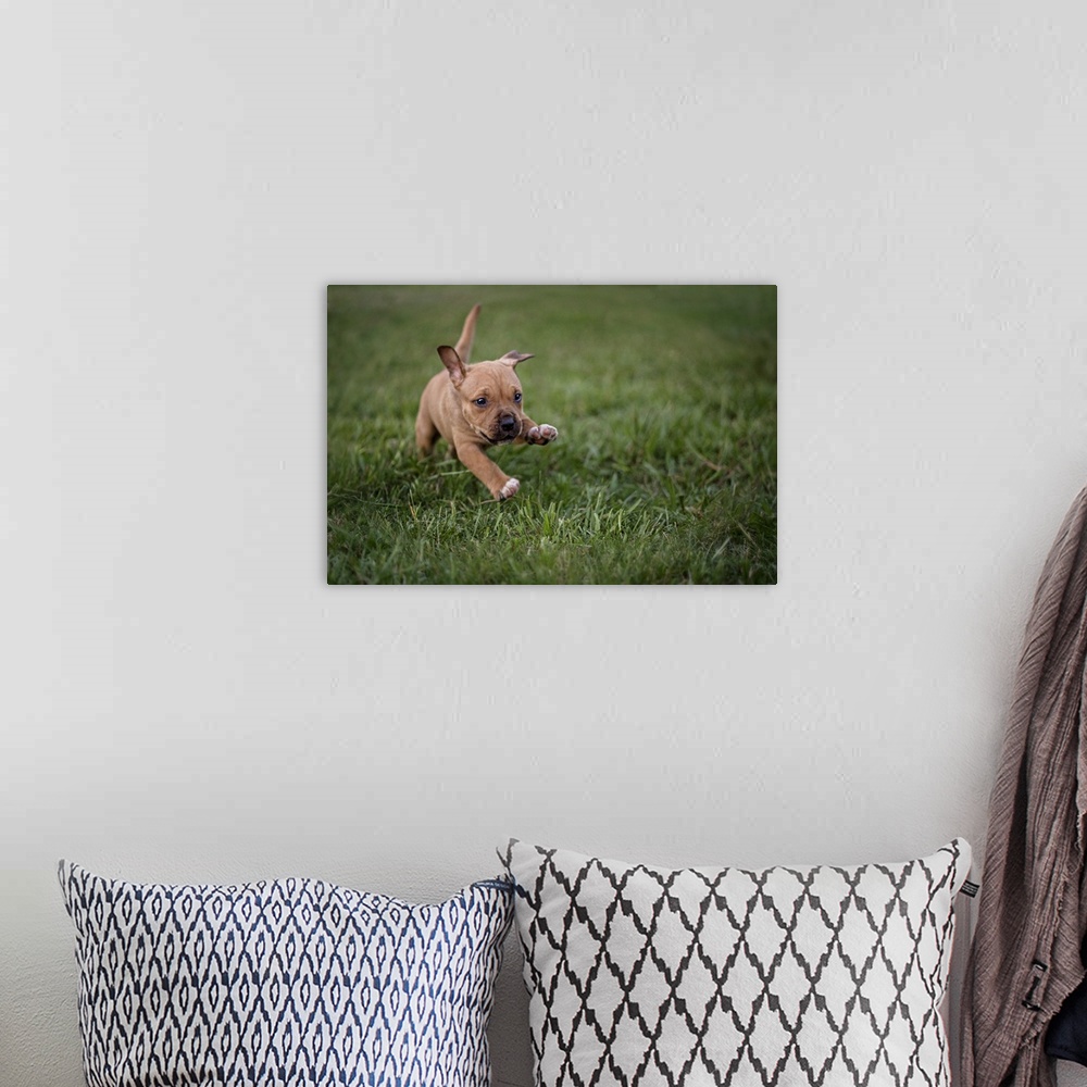 A bohemian room featuring A cute little puppy running over the grass.