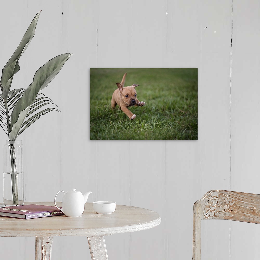 A farmhouse room featuring A cute little puppy running over the grass.