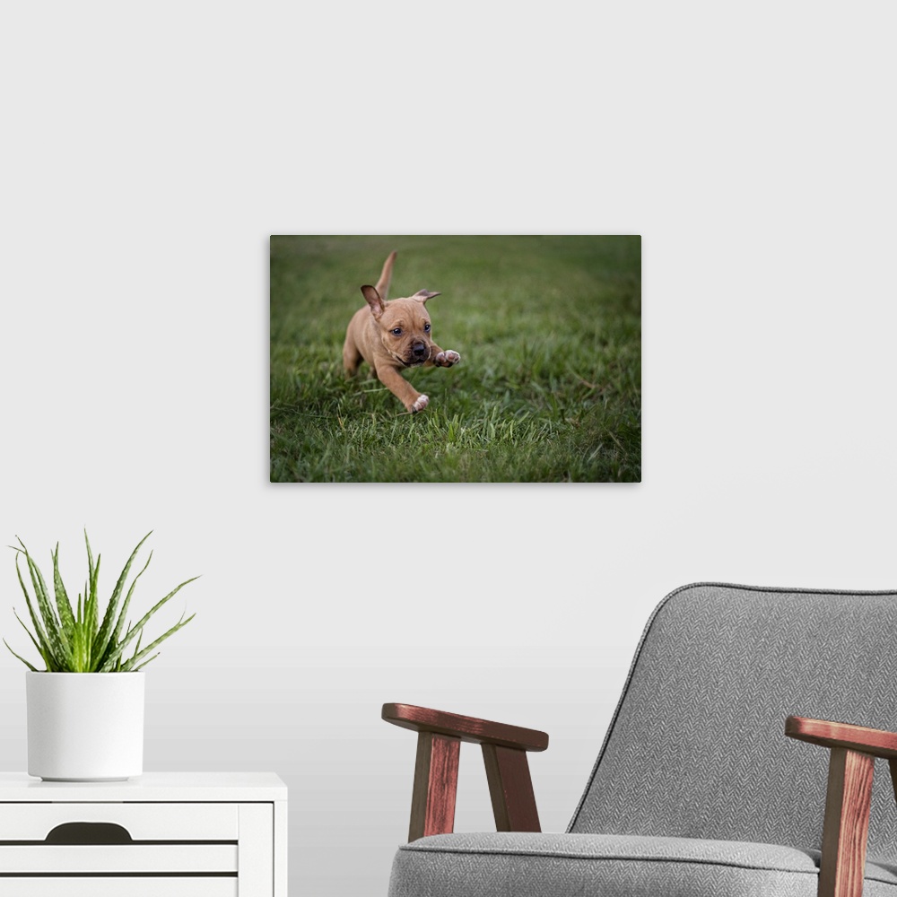A modern room featuring A cute little puppy running over the grass.