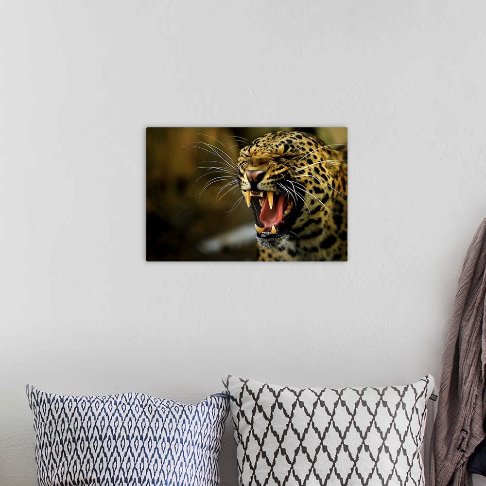 A bohemian room featuring Portrait of a leopard snarling.