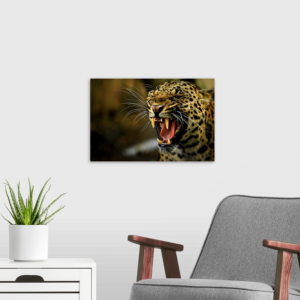 A modern room featuring Portrait of a leopard snarling.