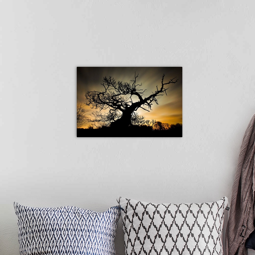 A bohemian room featuring Silhouette of a large tree with gnarled branches at sunset.
