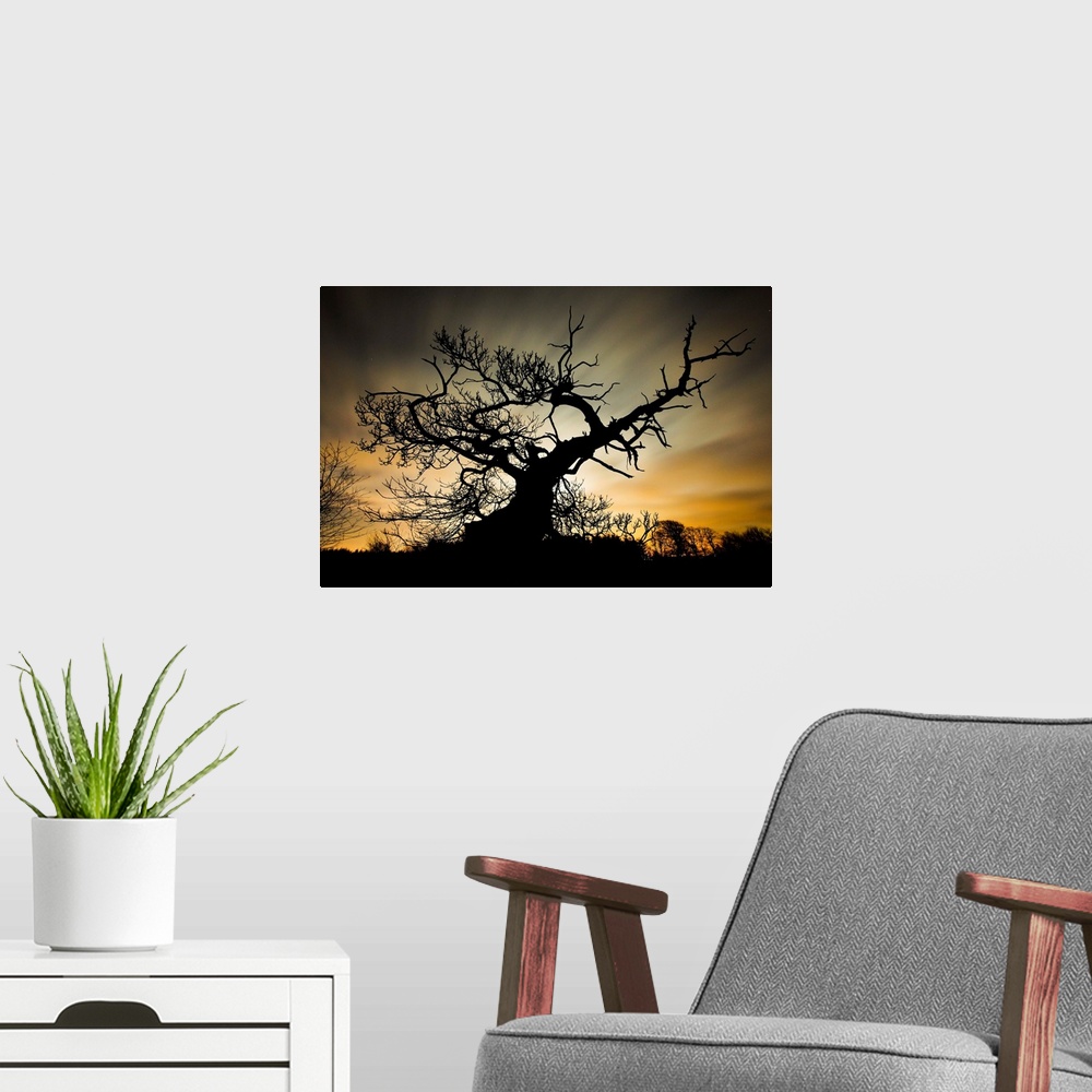 A modern room featuring Silhouette of a large tree with gnarled branches at sunset.