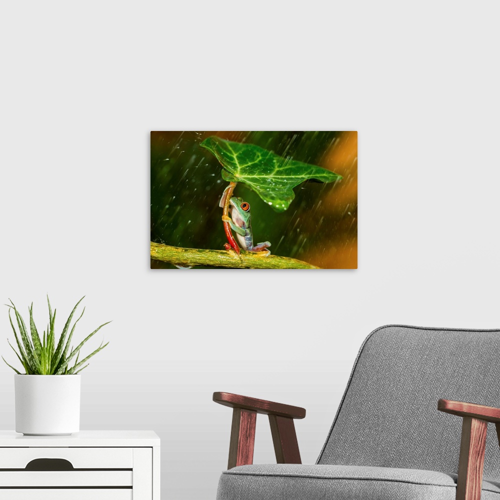 A modern room featuring A small tree frog using a leaf as an umbrella.