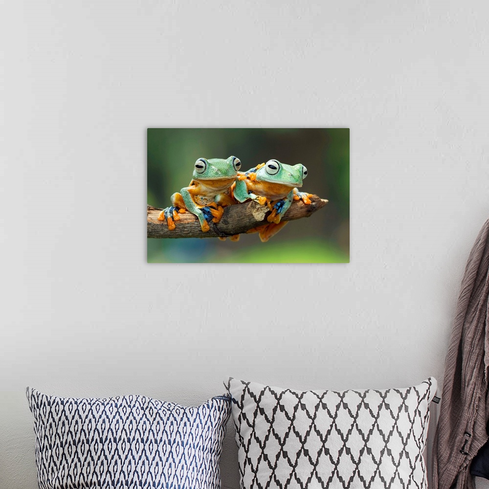 A bohemian room featuring Two tree frogs sharing a branch, one with its foot on the other's back.
