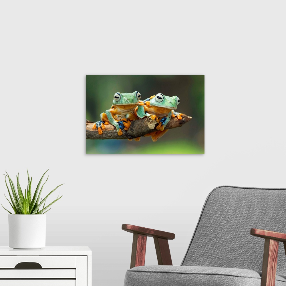 A modern room featuring Two tree frogs sharing a branch, one with its foot on the other's back.