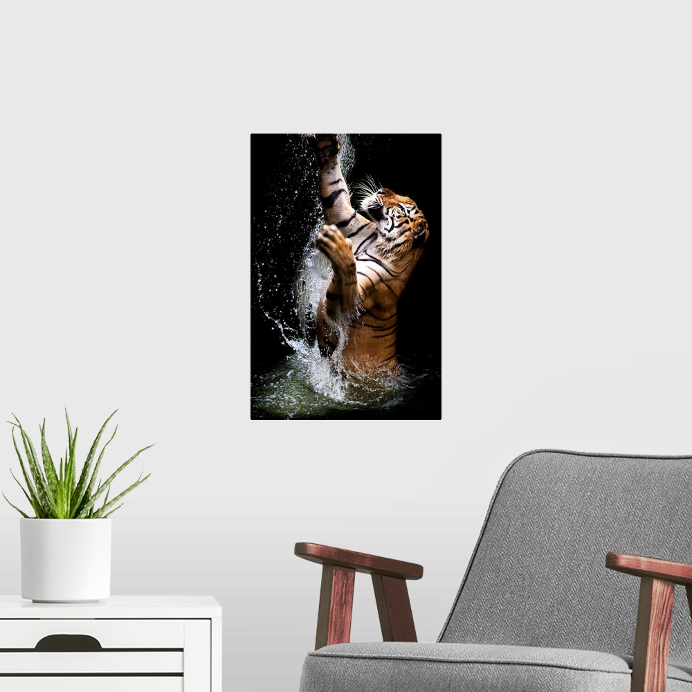 A modern room featuring A tiger leaping out of the water, reaching up with its paws.